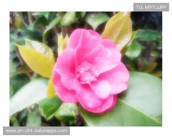 凯尔登强突制造突破口,圣城逐渐打回悬念